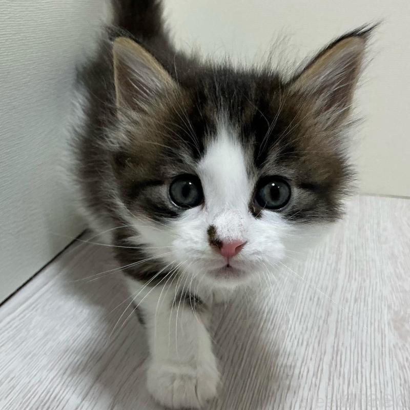 販売中の群馬県のメインクーン-139743