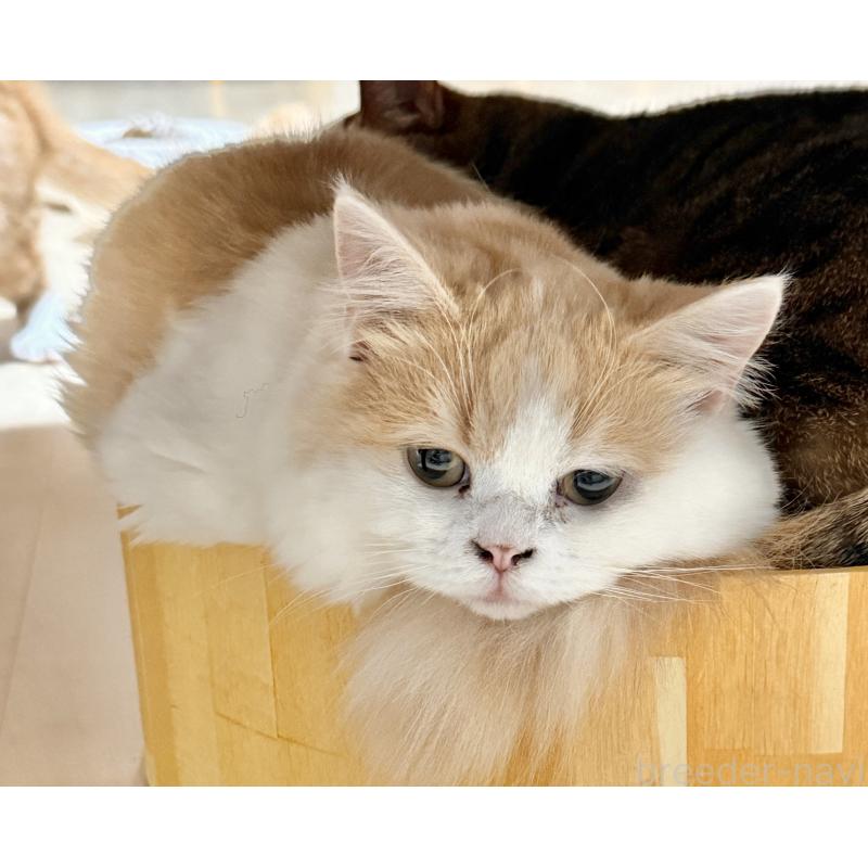 販売中の栃木県のミヌエット(短足)-136987