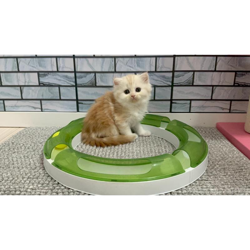 販売中の福岡県のマンチカン-139835の4枚目