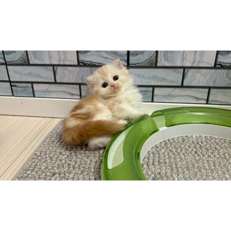 販売中の福岡県のマンチカン-139835の3枚目