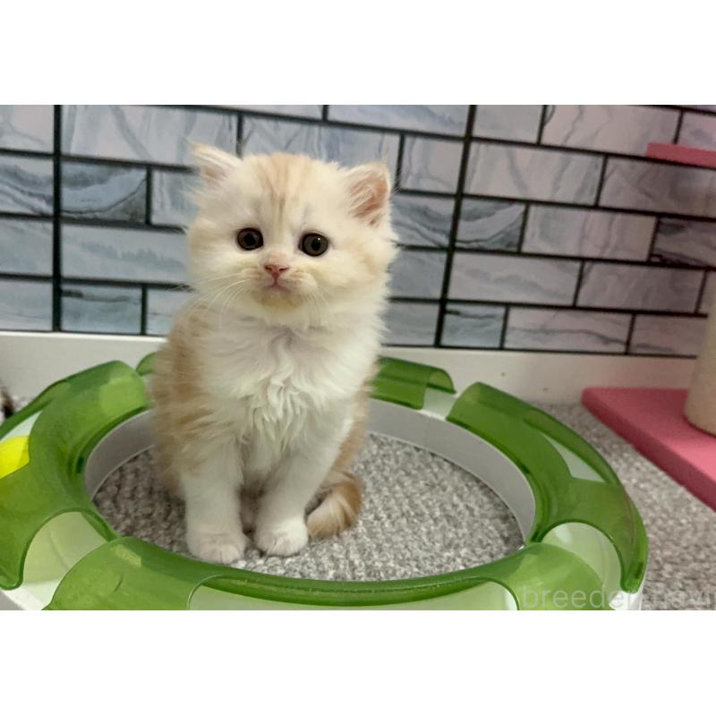 販売中の福岡県のマンチカン-139835の2枚目