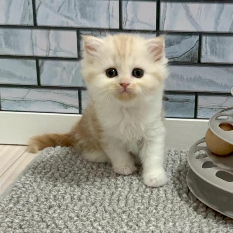 販売中の福岡県のマンチカン-139835