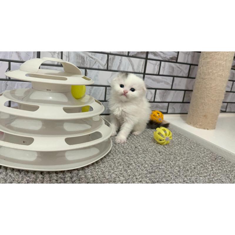 販売中の福岡県のマンチカン-139836の5枚目