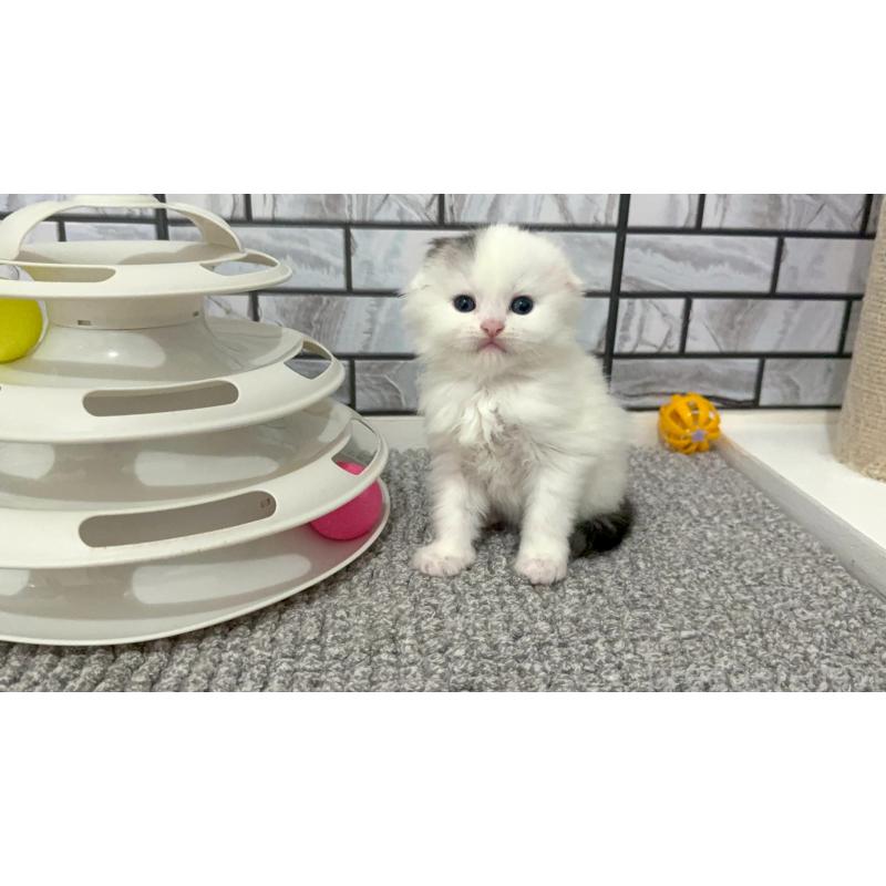 販売中の福岡県のマンチカン-139836の4枚目