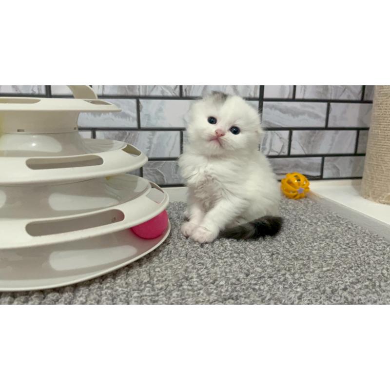 販売中の福岡県のマンチカン-139836の3枚目