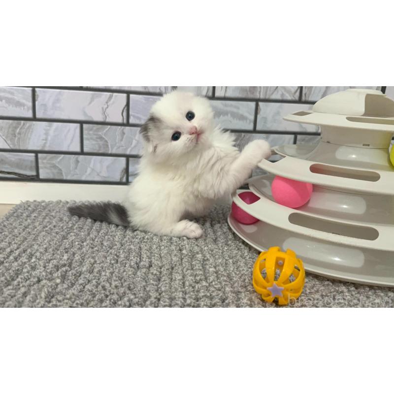 販売中の福岡県のマンチカン-139836の2枚目