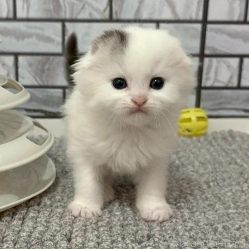 販売中の福岡県のマンチカン-139836の1枚目