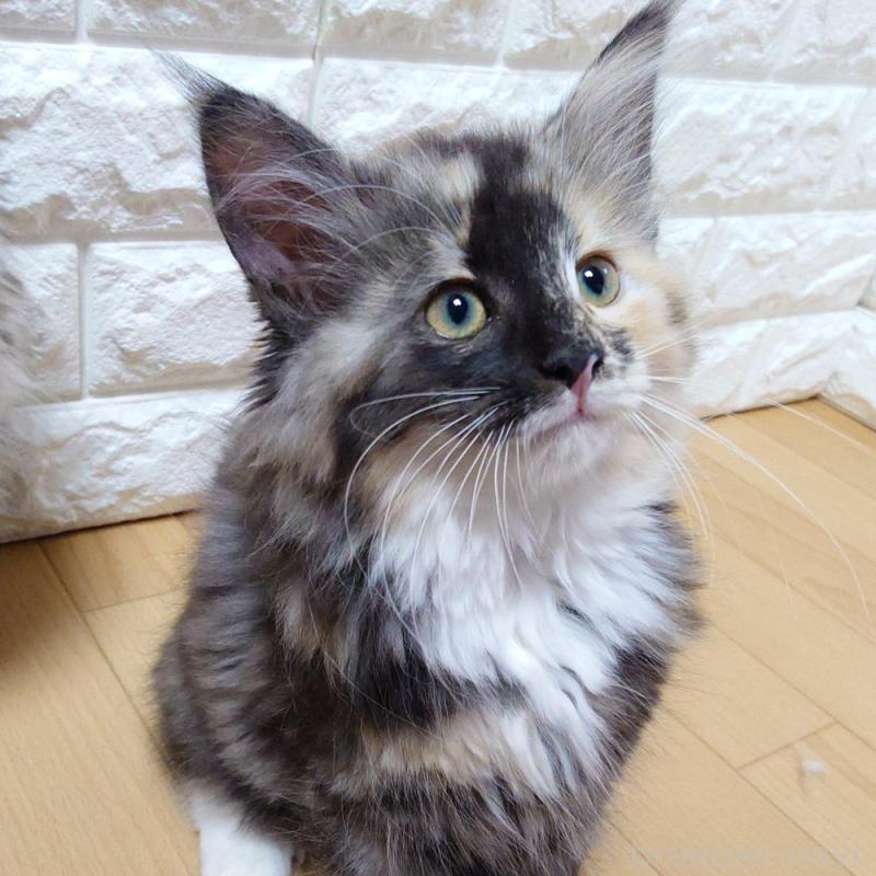 販売中の東京都のノルウェージャンフォレストキャット-138434