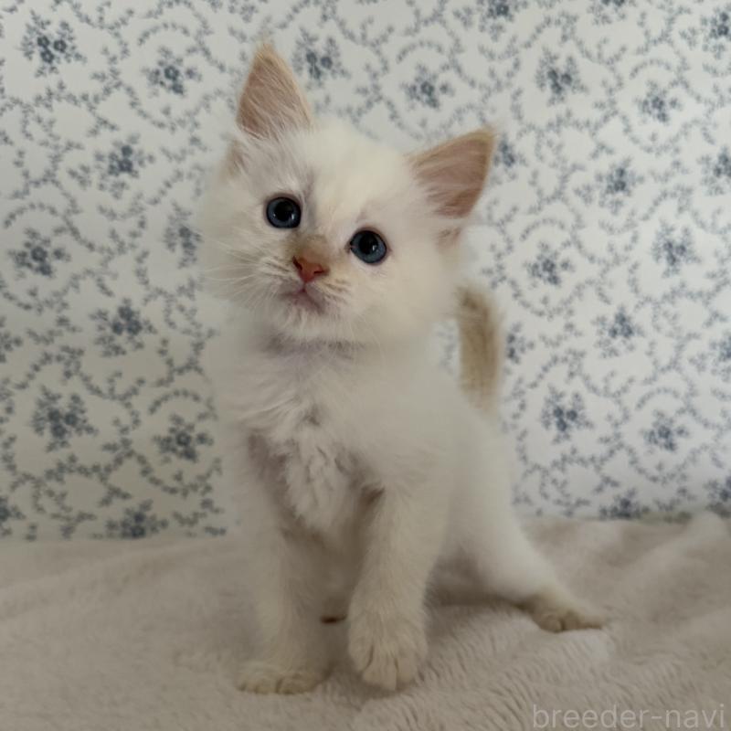 販売中の茨城県のサイベリアン-139837の7枚目