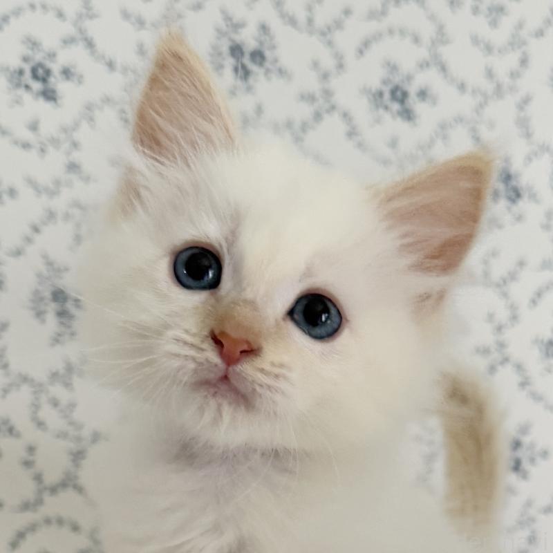 販売中の茨城県のサイベリアン-139837の1枚目