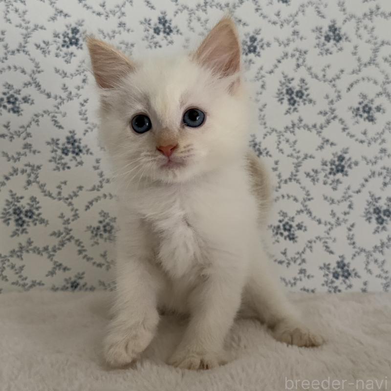 販売中の茨城県のサイベリアン-139837の5枚目