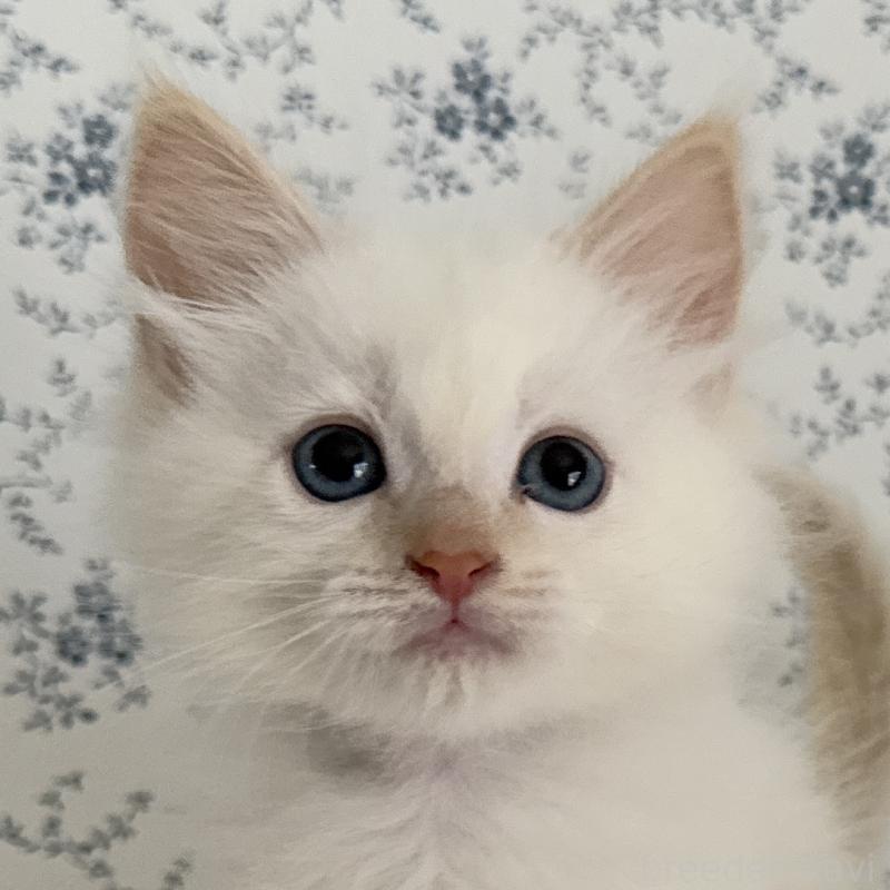 販売中の茨城県のサイベリアン-139837の4枚目