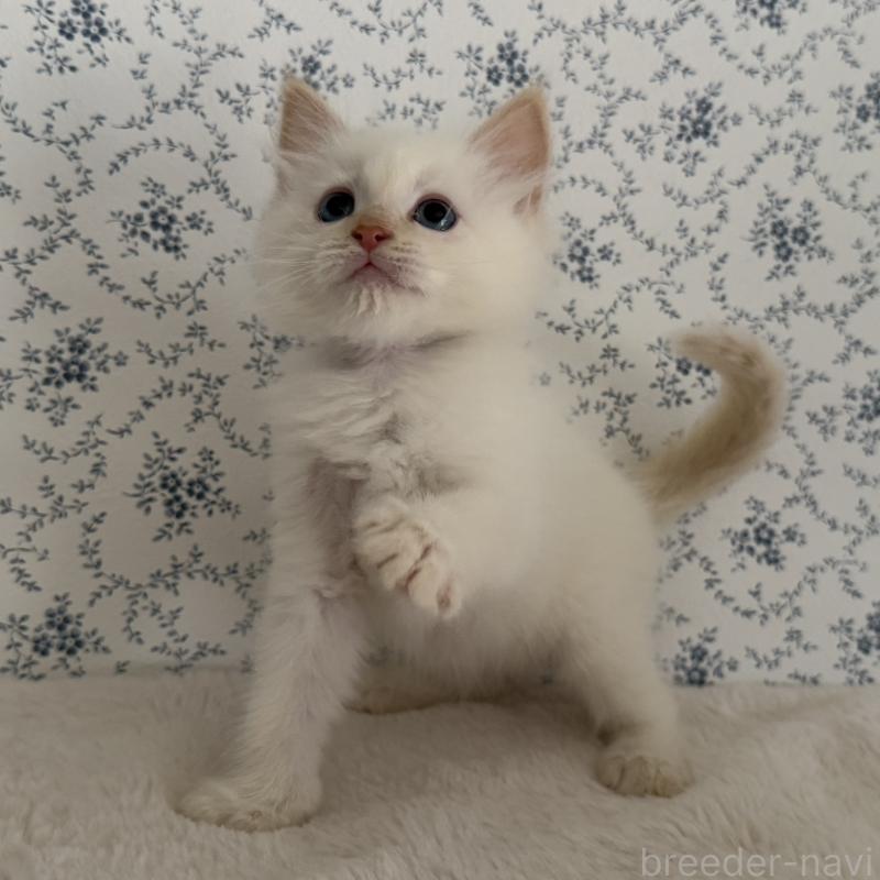 販売中の茨城県のサイベリアン-139837の3枚目