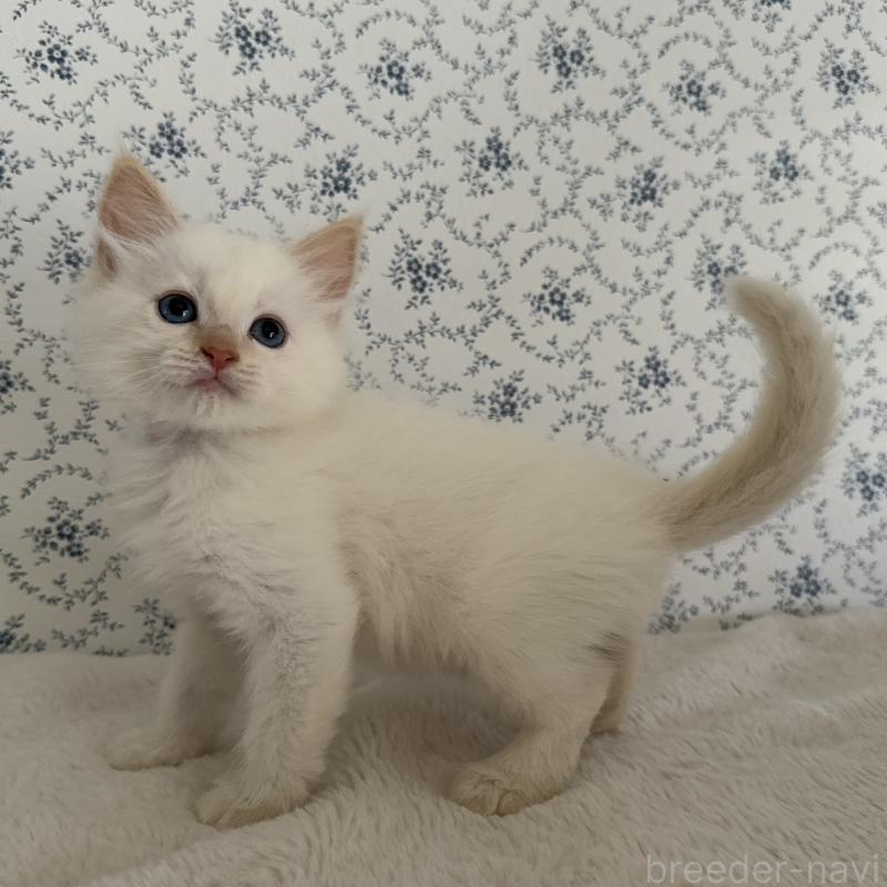 販売中の茨城県のサイベリアン-139837の2枚目