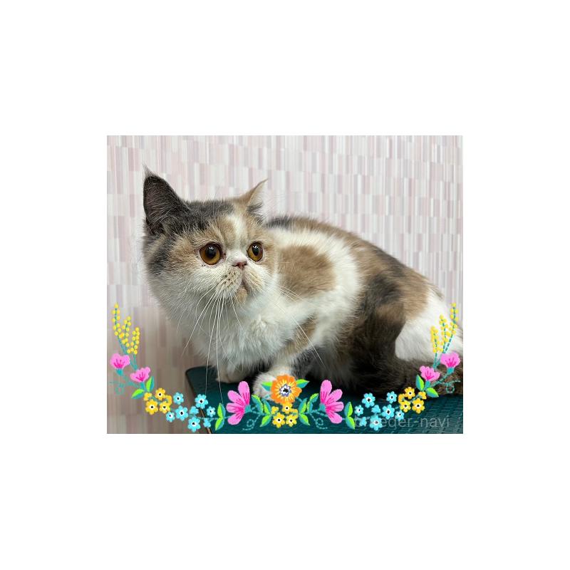 販売中の千葉県のエキゾチックショートヘア-139838の5枚目