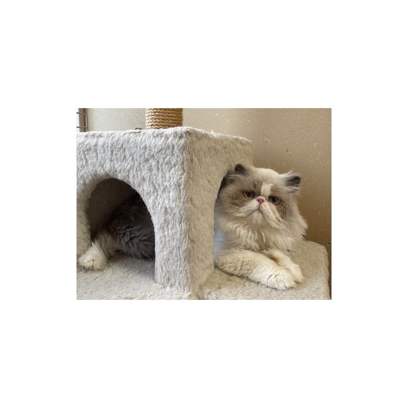 販売中の千葉県のエキゾチックショートヘア-139838の4枚目