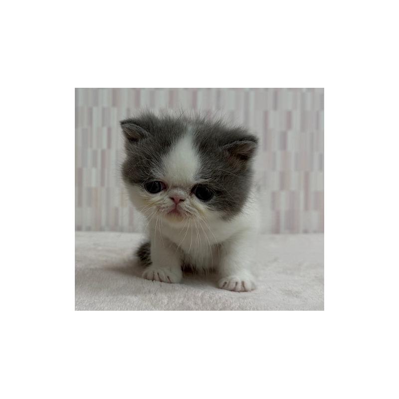 販売中の千葉県のエキゾチックショートヘア-139838の3枚目