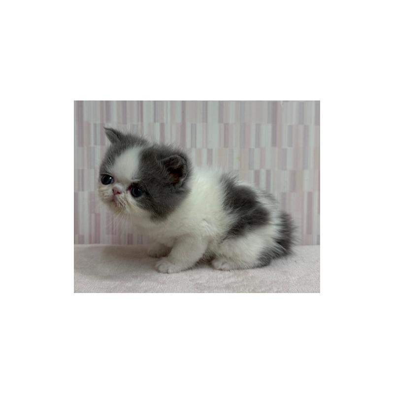 販売中の千葉県のエキゾチックショートヘア-139838の2枚目