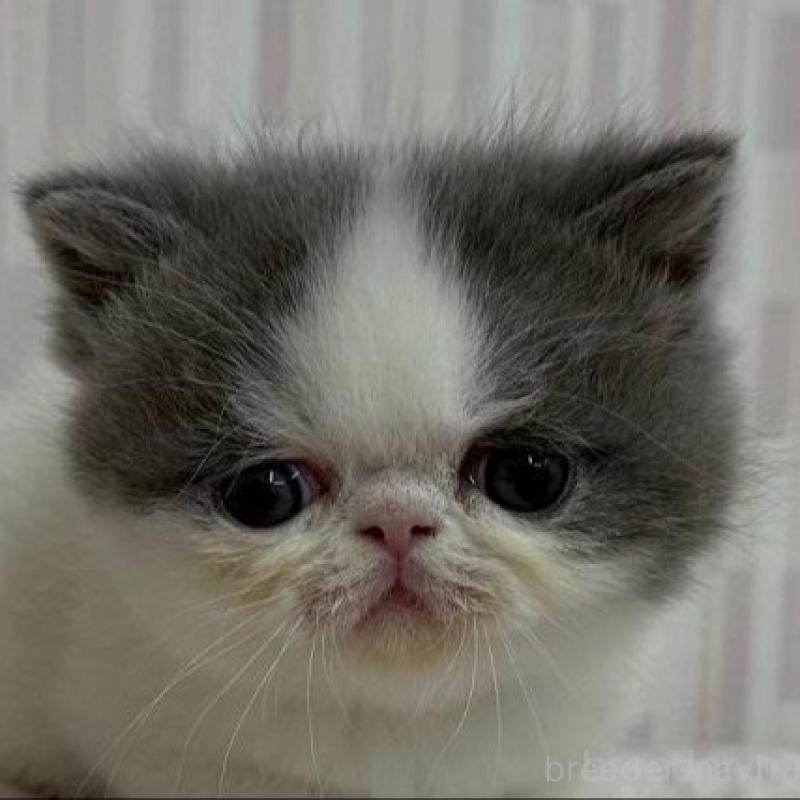 販売中の千葉県のエキゾチックショートヘア-139838の1枚目