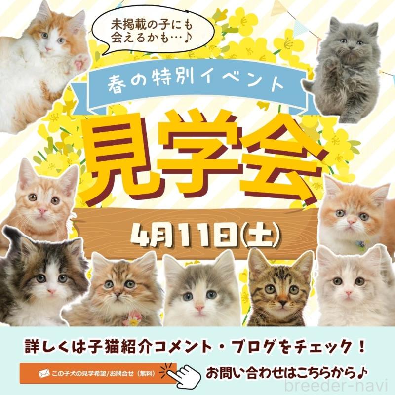 販売中の埼玉県のマンチカン-137249の3枚目
