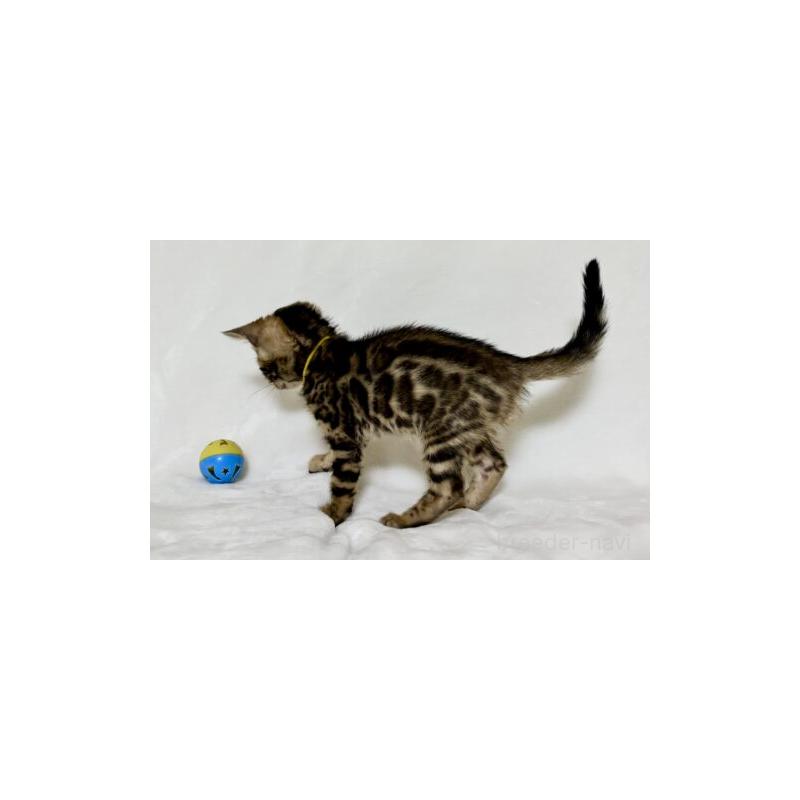 販売中の福岡県のベンガル-139839の5枚目