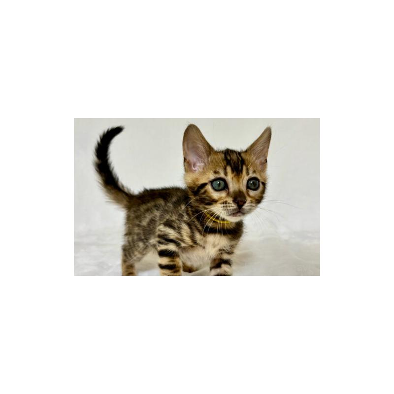 販売中の福岡県のベンガル-139839の2枚目