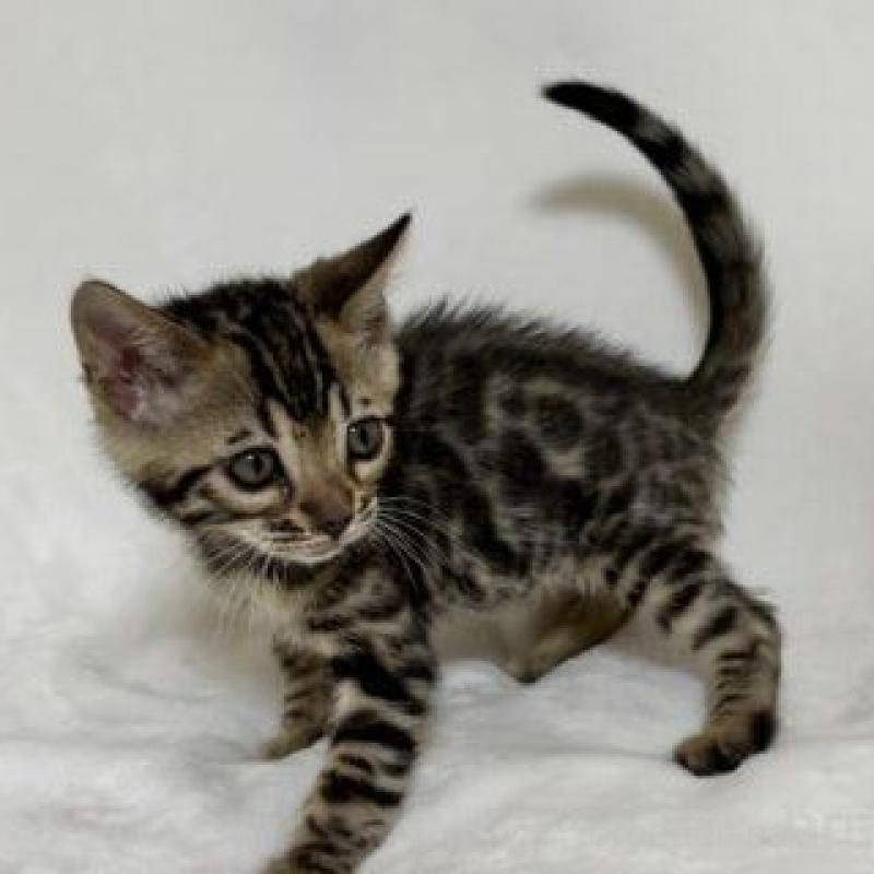 販売中の福岡県のベンガル-139840