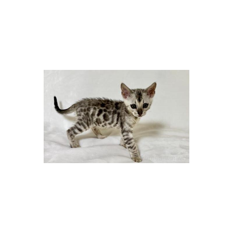 販売中の福岡県のベンガル-139841の5枚目