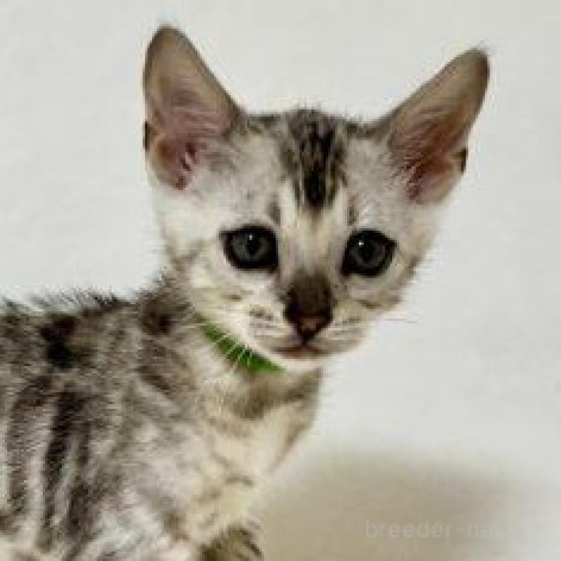 販売中の福岡県のベンガル-139841の1枚目