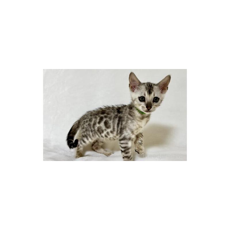 販売中の福岡県のベンガル-139841の2枚目