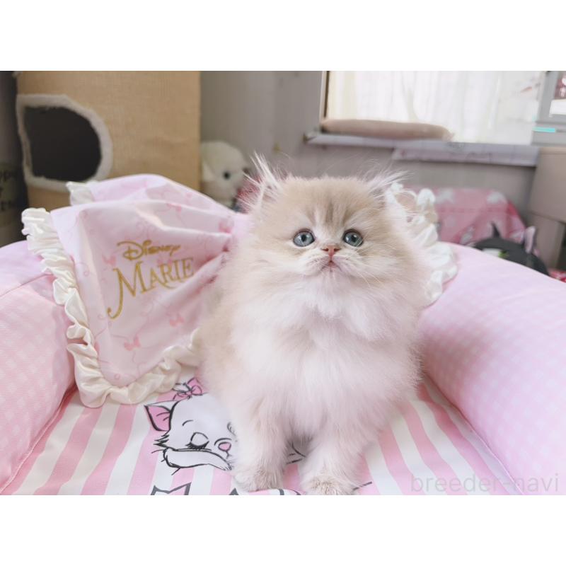 販売中の千葉県のブリティッシュショートヘア-139842の8枚目