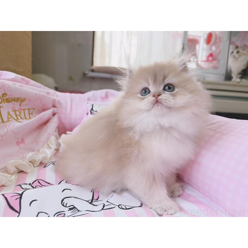 販売中の千葉県のブリティッシュショートヘア-139842の6枚目