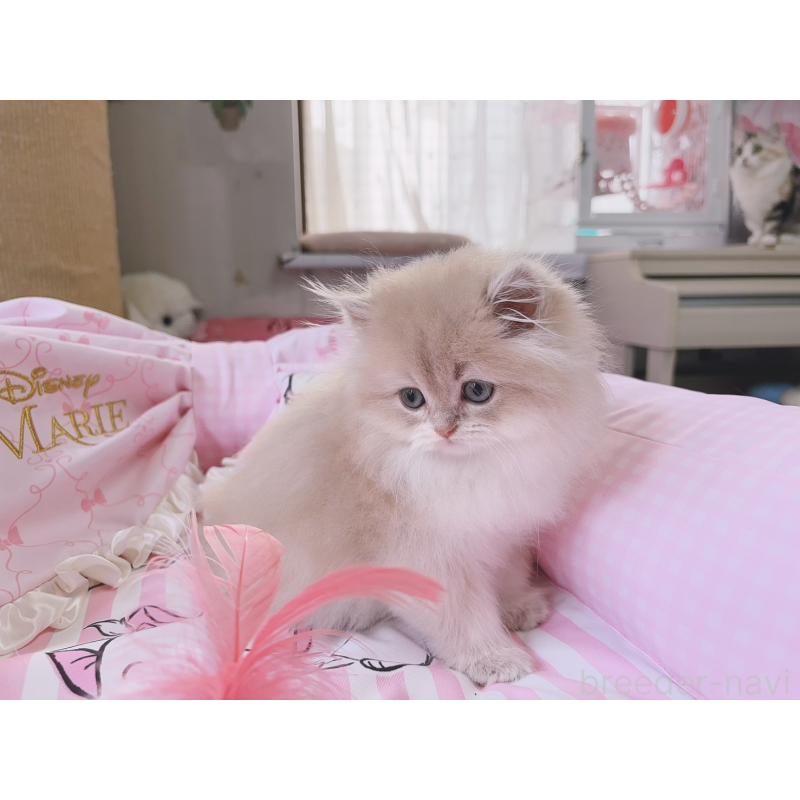 販売中の千葉県のブリティッシュショートヘア-139842の7枚目