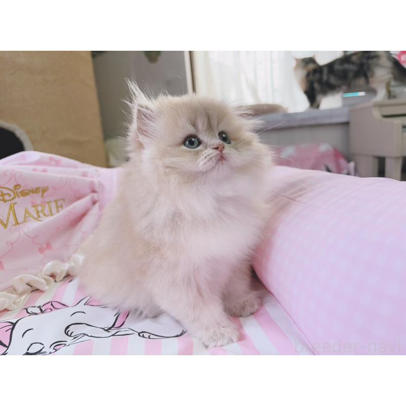 販売中の千葉県のブリティッシュショートヘア-139842の5枚目