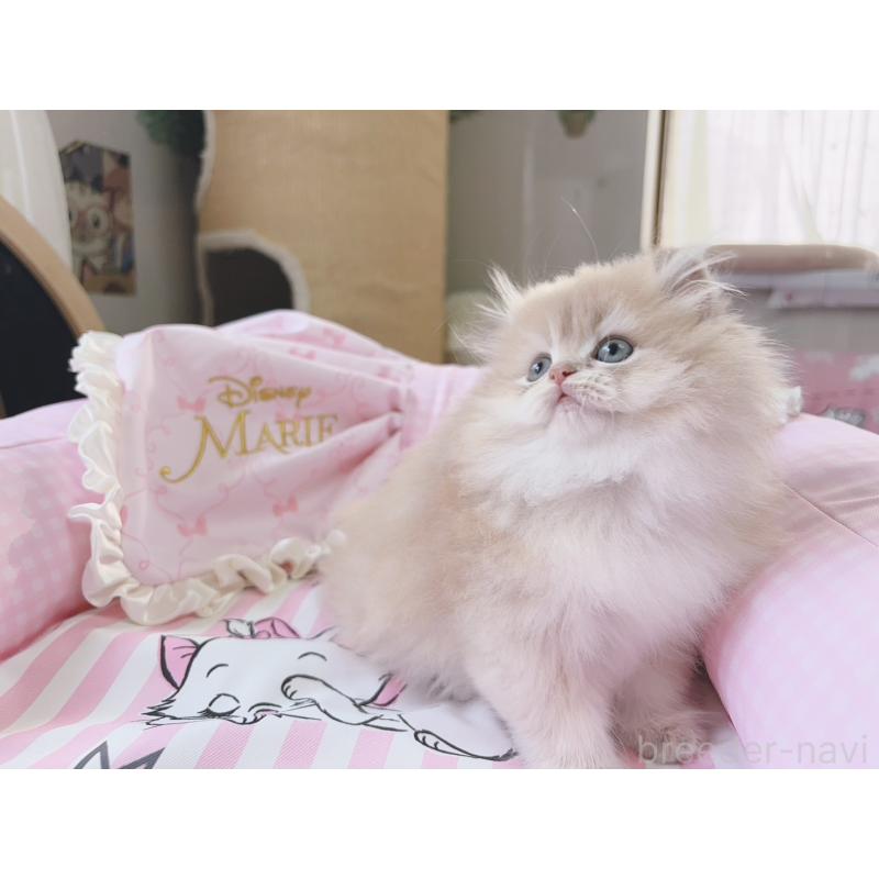 販売中の千葉県のブリティッシュショートヘア-139842の4枚目