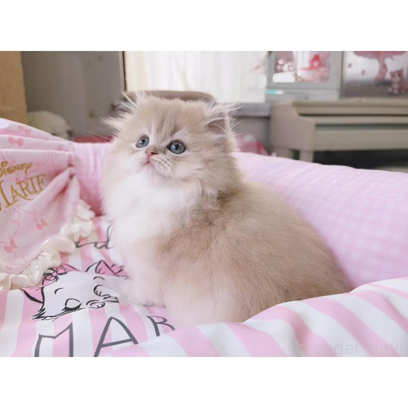 販売中の千葉県のブリティッシュショートヘア-139842の3枚目