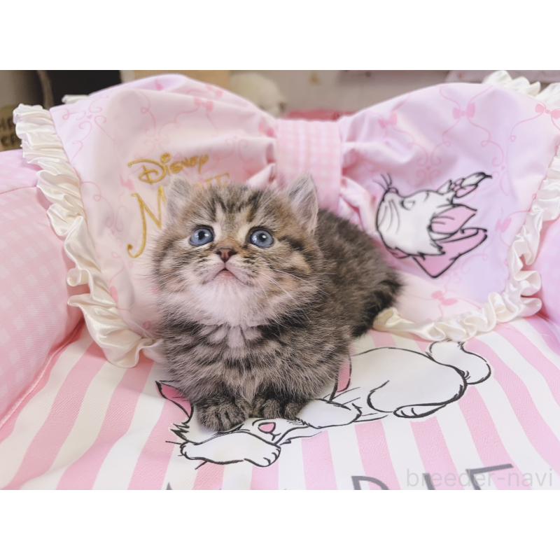 販売中の千葉県のミヌエット(短足)-139843の8枚目