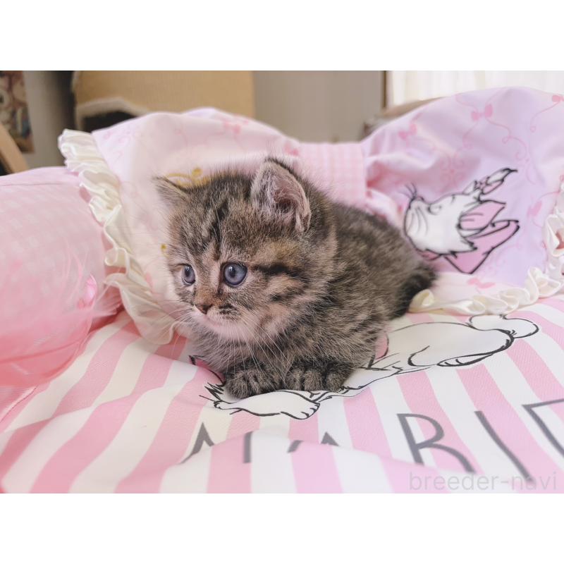 販売中の千葉県のミヌエット(短足)-139843の7枚目