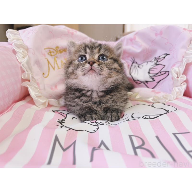 販売中の千葉県のミヌエット(短足)-139843の6枚目