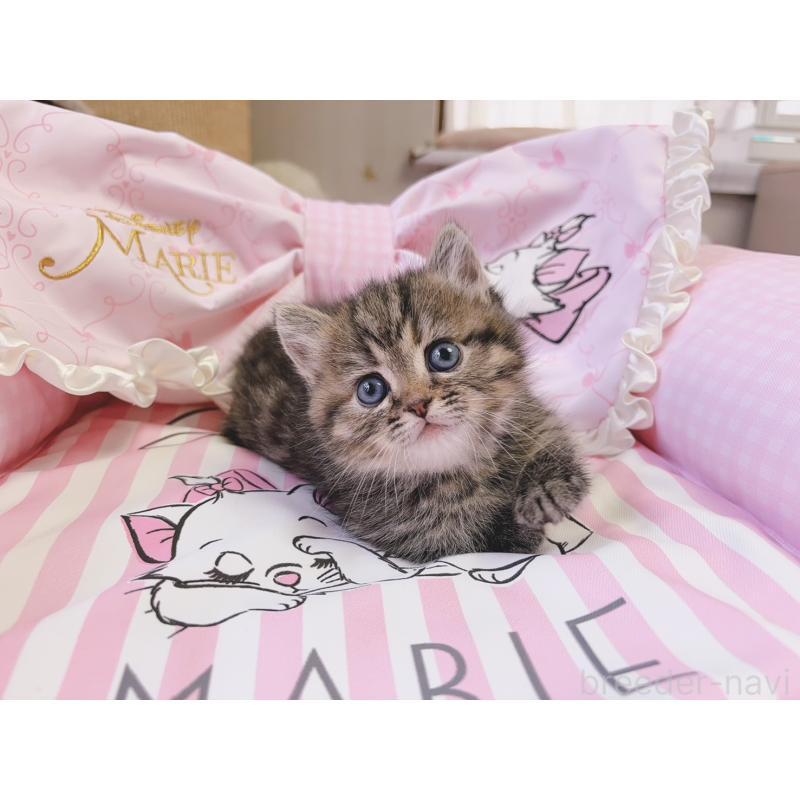 販売中の千葉県のミヌエット(短足)-139843の5枚目