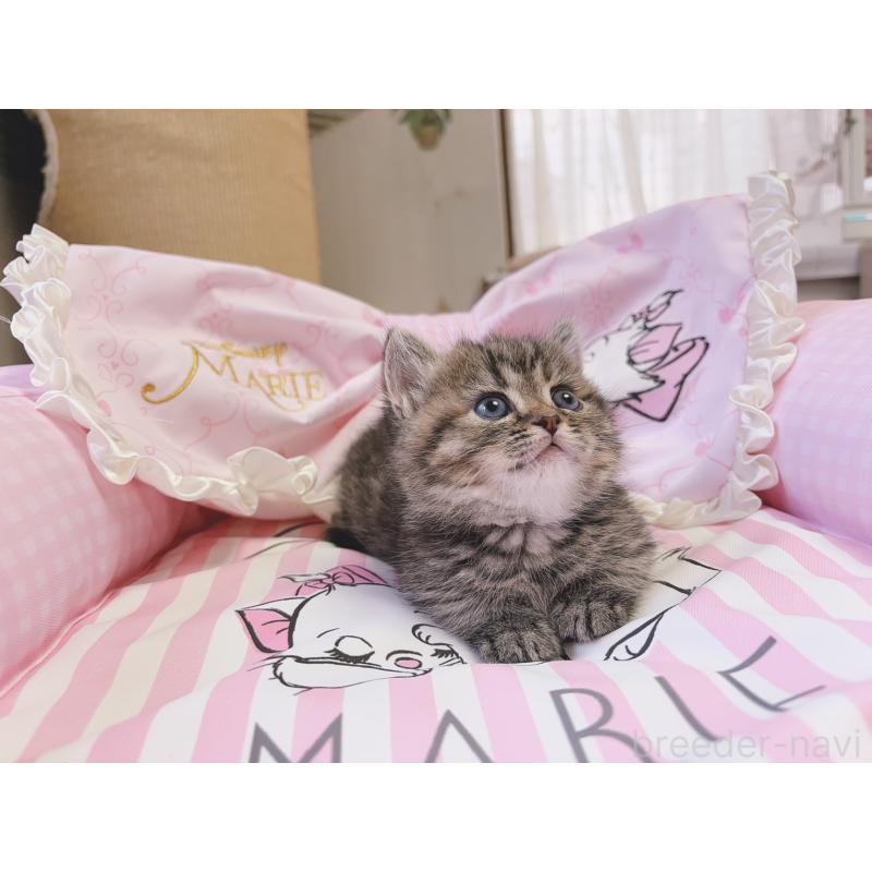 販売中の千葉県のミヌエット(短足)-139843の4枚目