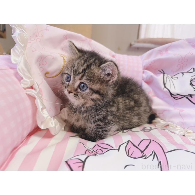 販売中の千葉県のミヌエット(短足)-139843の3枚目