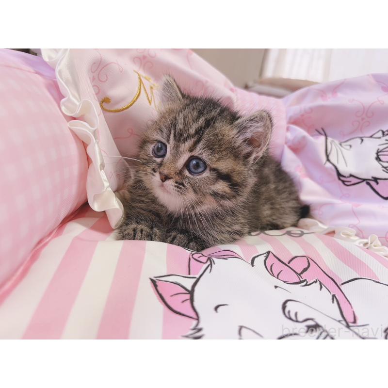 販売中の千葉県のミヌエット(短足)-139843の2枚目