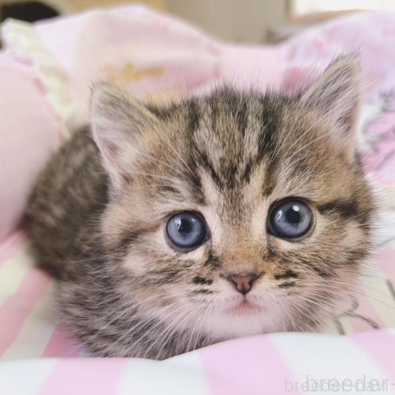 販売中の千葉県のミヌエット(短足)-139843