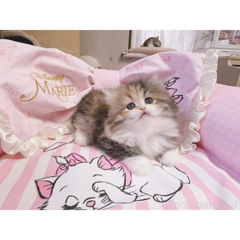 販売中の千葉県のミヌエット-139844の7枚目