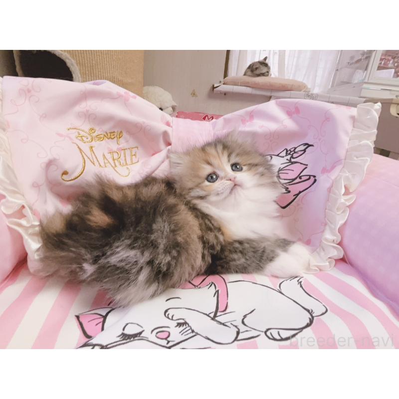 販売中の千葉県のミヌエット-139844の6枚目