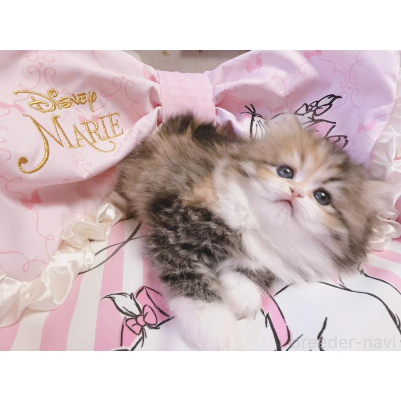 販売中の千葉県のミヌエット-139844の5枚目