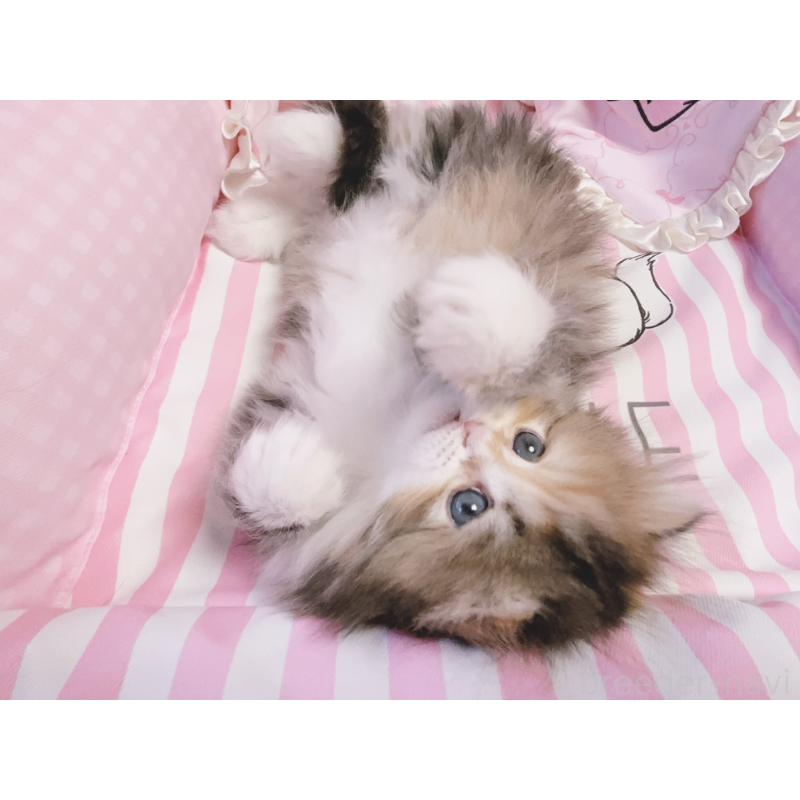 販売中の千葉県のミヌエット-139844の4枚目