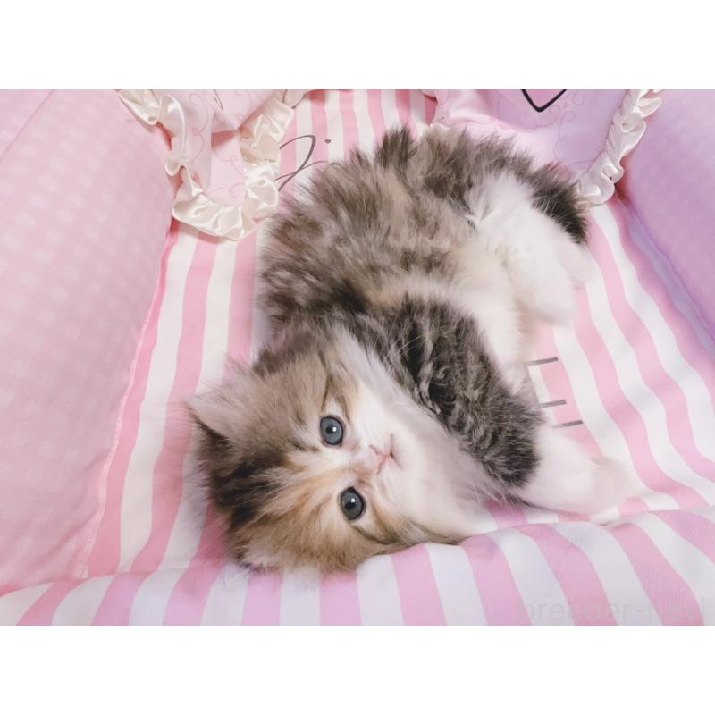 販売中の千葉県のミヌエット-139844の3枚目