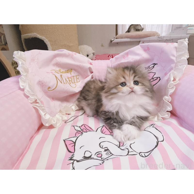 販売中の千葉県のミヌエット-139844の2枚目